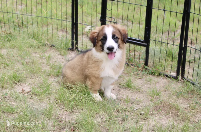 SABLE/WHITE MALE 986 – Australian Shepherd, Pembroke Welsh Corgi puppy for sale in Pittsburg, KS