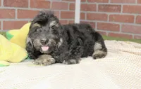 PHANTOM MALE COCKAPOO 102, a male Cockapoo for sale in Pittsburg, KS – 2 of 5