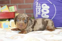 CHOCOLATE DAPPLE MALE 100, a female Dachshund for sale in Pittsburg, KS – 3 of 4