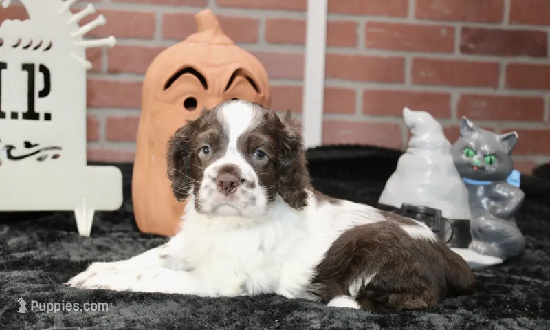CHOCOLATE/WHITE MALE COCKER 209 – Cocker Spaniel puppy for sale in Pittsburg, KS