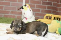 SHADED CREAM FEMALE 210, a female Miniature Dachshund for sale in Pittsburg, KS – 2 of 4