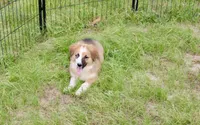 SABLE/WHITE FEMALE AUGGIE 988, a male Australian Shepherd and Pembroke Welsh Corgi for sale in Pittsburg, KS – 4 of 10