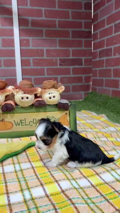 TRI MORKIE FEMALE 3045, a female Morkie for sale in Pittsburg, KS – 5 of 5
