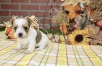 BROWN/WHITE PARTI MORKIE MALE 3035, a male Morkie for sale in Pittsburg, KS – 4 of 5