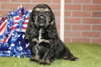 BLACK/TAN MALE COCKER 992, a male Cocker Spaniel for sale in Pittsburg, KS – 1 of 4