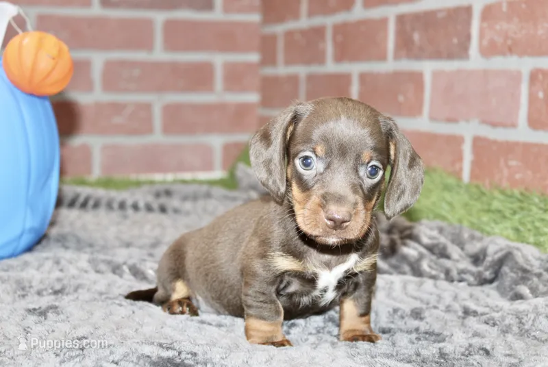 CHOCOLATE/TAN MALE DACHSHUND 3216 – Miniature Dachshund puppy for sale in Pittsburg, KS