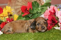 CHOCOLATE DAPPLE MALE 892, a male Dachshund for sale in Pittsburg, KS – 3 of 4