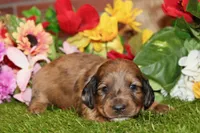 CHOCOLATE DAPPLE MALE 892, a male Dachshund for sale in Pittsburg, KS – 2 of 4