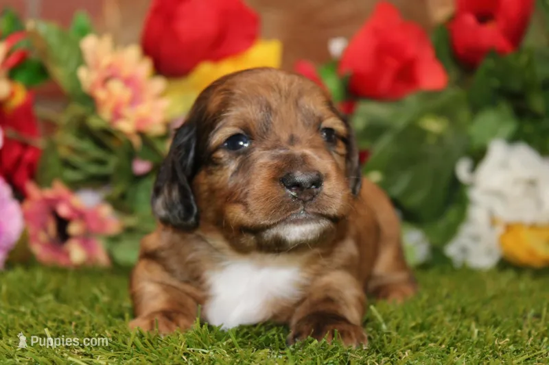 CHOCOLATE DAPPLE MALE 892 – Dachshund puppy for sale in Pittsburg, KS