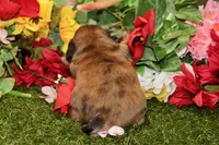 CHOCOLATE DAPPLE MALE 892, a male Dachshund for sale in Pittsburg, KS – 4 of 4