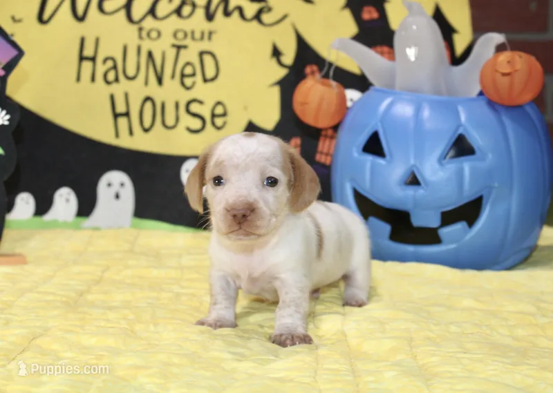 CREAM/WHITE PIED MALE DACHSHUND 022 – Miniature Dachshund puppy for sale in Pittsburg, KS