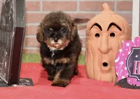 CHOCOLATE SABLE FEMALE YORKIEPOO 178, a female Yorkipoo for sale in Pittsburg, KS – 4 of 4