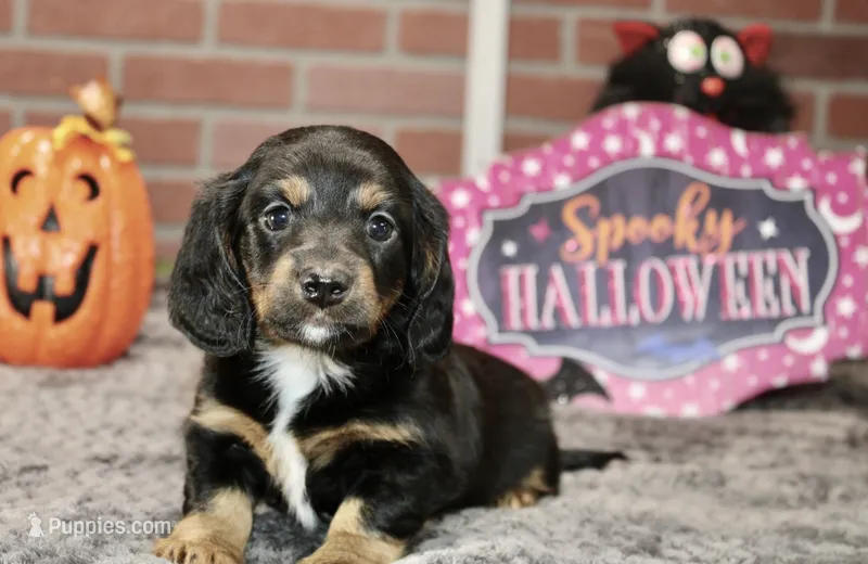 BLACK/TAN FEMALE DACHSHUND 3040 – Miniature Dachshund puppy for sale in Pittsburg, KS