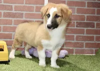 SABLE/WHITE FEMALE AUGGIE 988, a female Australian Shepherd and Pembroke Welsh Corgi for sale in Pittsburg, KS – 3 of 4