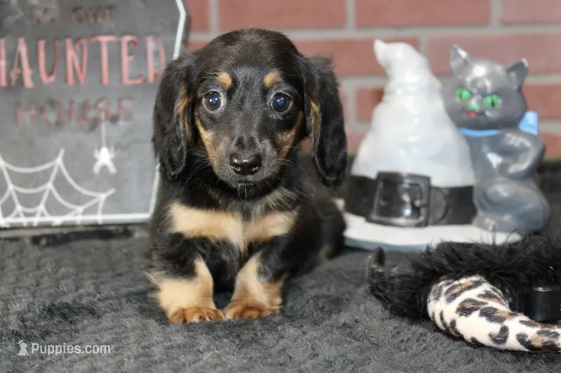 BLACK/TAN FEMALE 192 – Miniature Dachshund puppy for sale in Pittsburg, KS