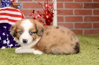 CHOCOLATE MERLE AUGGIE 982, a male Australian Shepherd and Pembroke Welsh Corgi for sale in Pittsburg, KS – 2 of 4