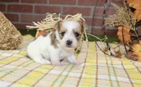 BROWN/WHITE PARTI MORKIE MALE 3035, a male Morkie for sale in Pittsburg, KS – 3 of 5