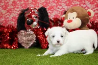 processed/8434c1e3-3117-4f86-8222-c838ca908755/listing/0bd6c494-a4dc-43cd-8a2a-61e610f36c69/59009a75-6300-4214-9f14-9ee8d088dfb2