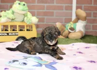 BLACK/BROWN FEMALE YORKIEPOO 178, a female Yorkipoo for sale in Pittsburg, KS – 3 of 4