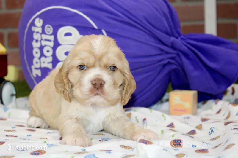 BUFF/WHITE MALE COCKER 094 – Cocker Spaniel puppy for sale in Pittsburg, KS