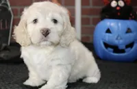 CREAM COCKAPOO MALE 201, a male Cockapoo for sale in Pittsburg, KS – 6 of 9