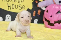 CREAM/WHITE PIED FEMALE DACHSHUND 025, a female Miniature Dachshund for sale in Pittsburg, KS – 2 of 5