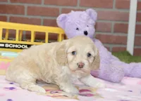 CREAM FEMALE COCKAPOO 990, a female Cockapoo for sale in Pittsburg, KS – 4 of 4
