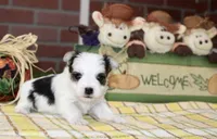 TRI MORKIE MALE 3042, a male Morkie for sale in Pittsburg, KS – 4 of 5