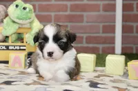 PEMBROKE CARDIGAN CORGI FEMALE 3172, a female Cardigan Welsh Corgi and Pembroke Welsh Corgi for sale in Pittsburg, KS – 3 of 4