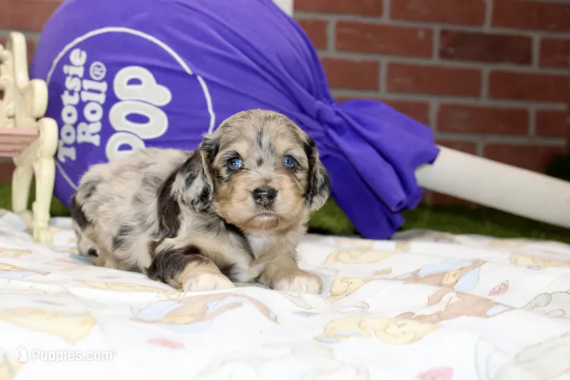 CHOCOLATE MERLE COCKAPOO 103 – Cockapoo puppy for sale in Pittsburg, KS
