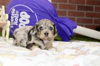 CHOCOLATE MERLE COCKAPOO 103, a male Cockapoo for sale in Pittsburg, KS – 1 of 4