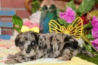 MINI BLUE MERLE FEMALE 965, a female Cockapoo for sale in Pittsburg, KS – 4 of 6