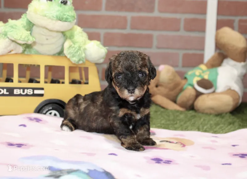 BLACK/BROWN FEMALE YORKIEPOO 178 – Yorkipoo puppy for sale in Pittsburg, KS