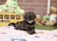 BLACK/BROWN FEMALE YORKIEPOO 178, a female Yorkipoo for sale in Pittsburg, KS – 1 of 4