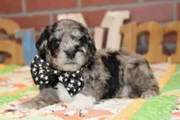 MINI MALE COCKAPOO 961, a female Cockapoo for sale in Pittsburg, KS – 1 of 4
