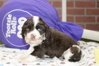 CHOCOLATE/WHITE MALE COCKER 092, a male Cocker Spaniel for sale in Pittsburg, KS – 2 of 4