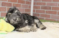 PHANTOM MALE COCKAPOO 102, a male Cockapoo for sale in Pittsburg, KS – 3 of 5