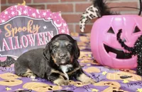 BLACK/TAN FEMALE DACHSHUND 3040, a female Miniature Dachshund for sale in Pittsburg, KS – 2 of 4