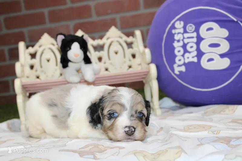 BLUE MERLE/WHITE MALE COCKAPOO 104 – Cockapoo puppy for sale in Pittsburg, KS
