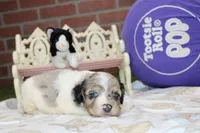 BLUE MERLE/WHITE MALE COCKAPOO 104, a male Cockapoo for sale in Pittsburg, KS – 1 of 4