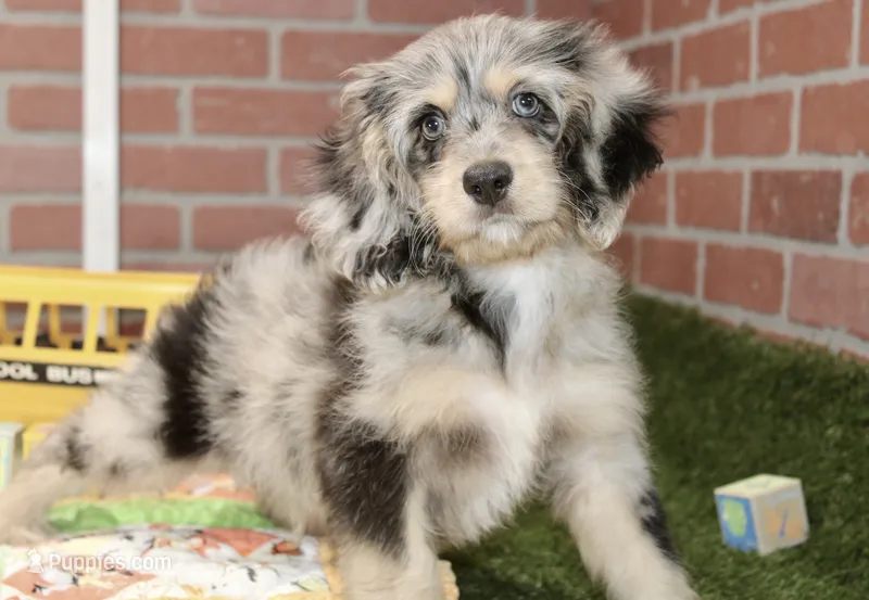 CHOCOLATE MERLE MALE 3103 – Cockapoo puppy for sale in Pittsburg, KS