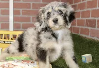CHOCOLATE MERLE MALE 3103, a male Cockapoo for sale in Pittsburg, KS – 3 of 4