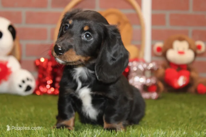 Male Dachshund 477