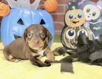 CHOCOLATE/TAN MALE DACHSHUND 3214, a male Miniature Dachshund for sale in Pittsburg, KS – 3 of 5