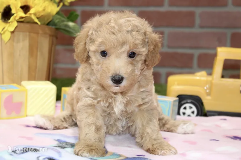 APRICOT FEMALE YORKIEPOO 177  – Yorkipoo puppy for sale in Pittsburg, KS