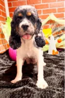 BLACK MALE 017, a male Cocker Spaniel for sale in Pittsburg, KS – 7 of 7