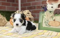 TRI MORKIE FEMALE 3044, a female Morkie for sale in Pittsburg, KS – 1 of 5