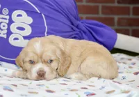 BUFF/WHITE MALE COCKER 094, a male Cocker Spaniel for sale in Pittsburg, KS – 2 of 4