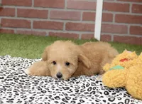 RED FEMALE YORKIEPOO 199, a female Yorkipoo for sale in Pittsburg, KS – 7 of 8