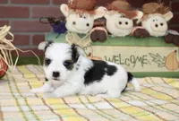 TRI MORKIE MALE 3042, a male Morkie for sale in Pittsburg, KS – 2 of 5